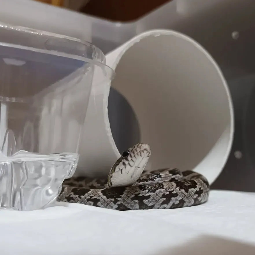 My lovely snake