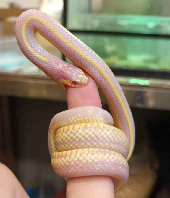 My lovely snake
